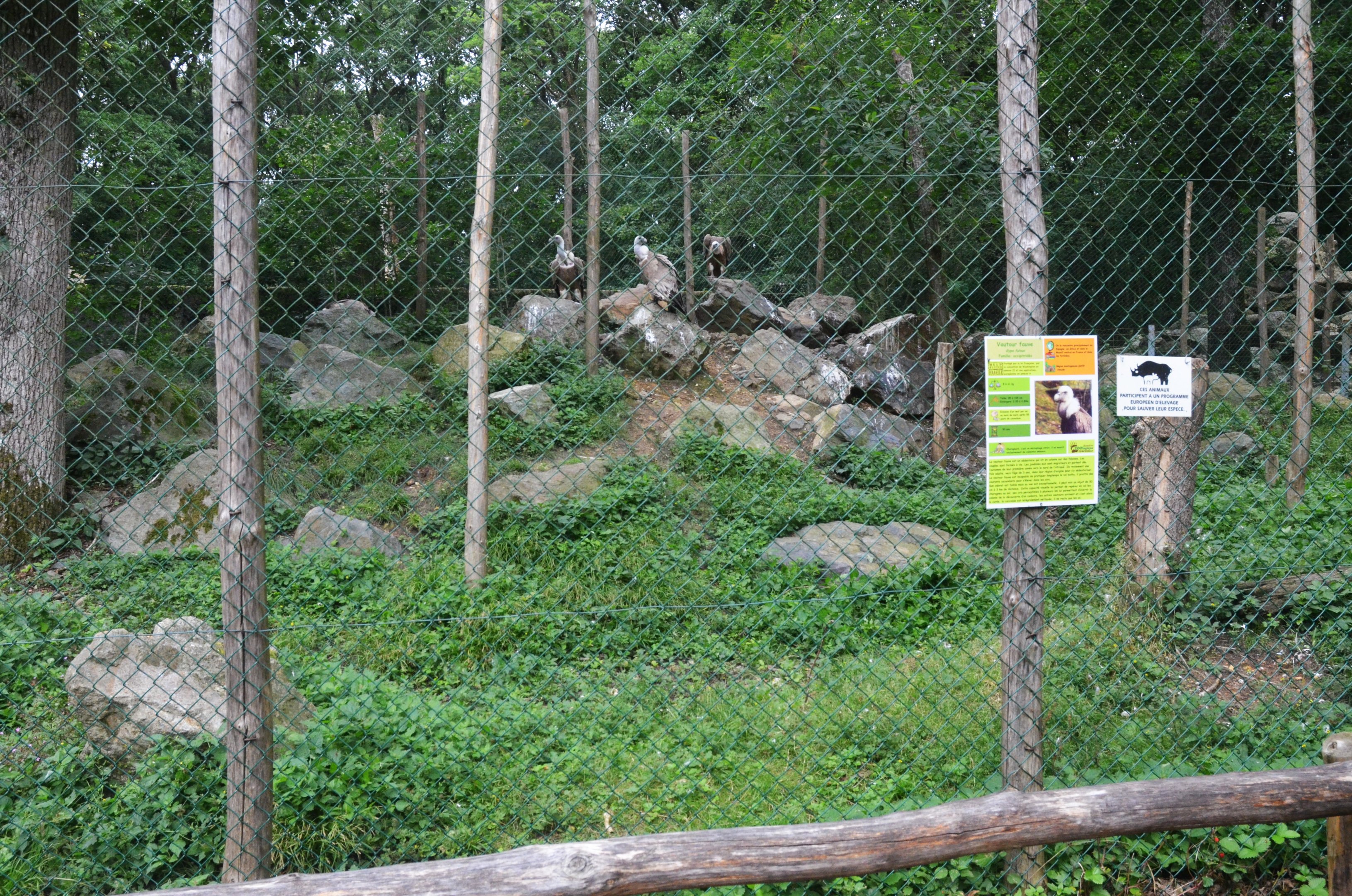 Griffon Vulture Enclosure at Pescheray, 13/06/18