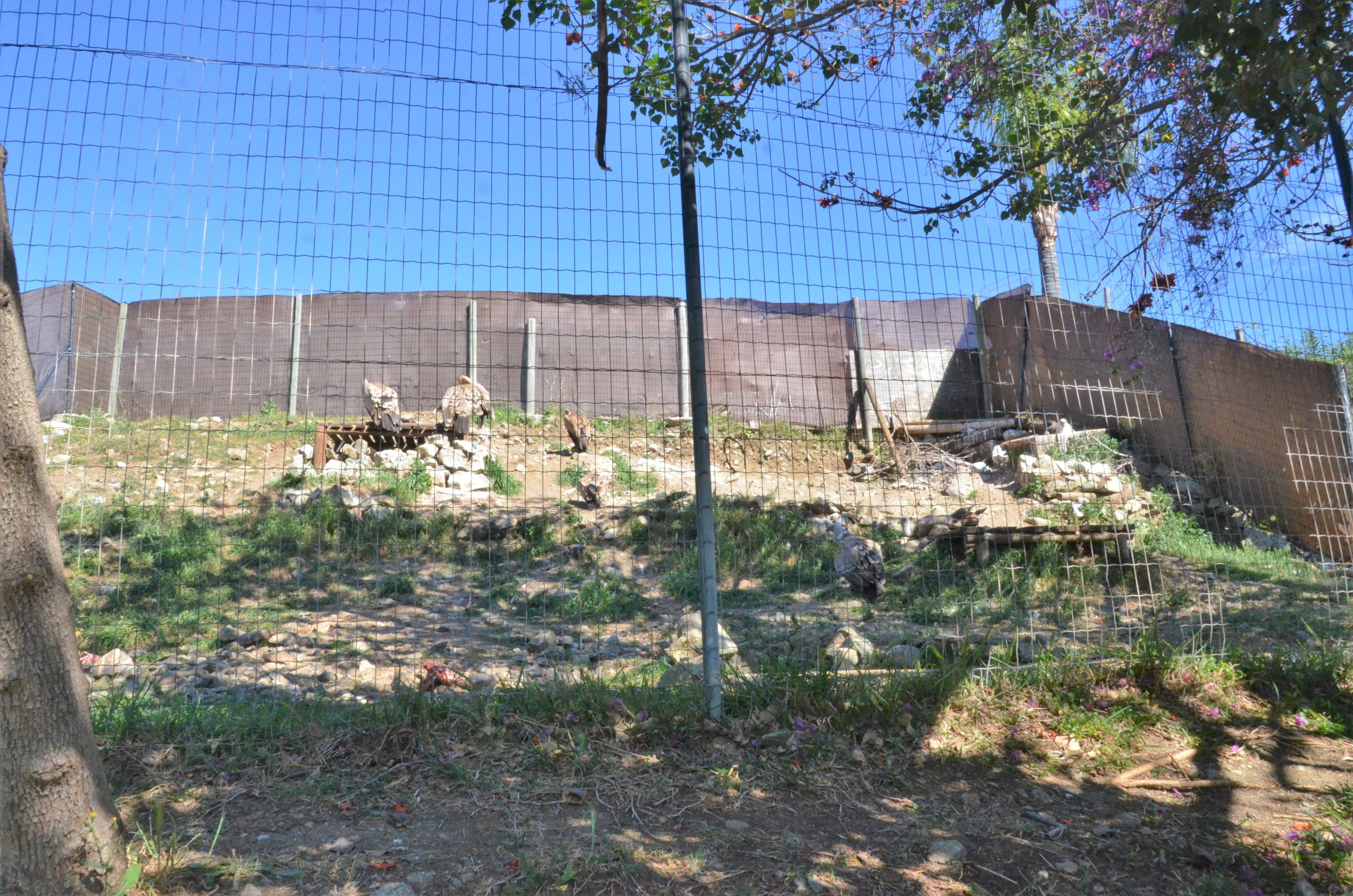 Griffon Vulture Enclosure at Selwo Aventura, 13/03/19