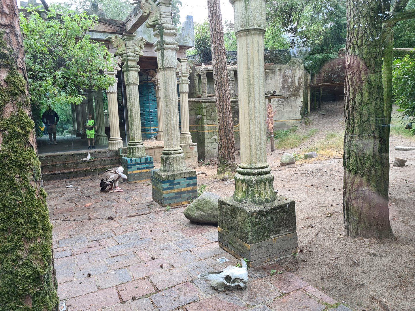 Griffon vulture enclosure in King Darius's palace