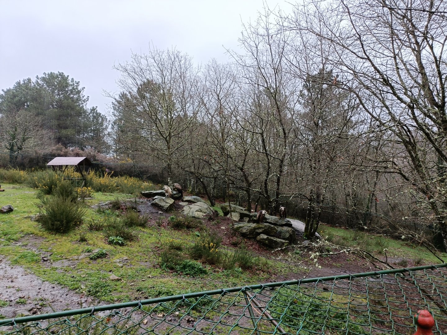Griffon vulture exhibit - Avifauna Lugo