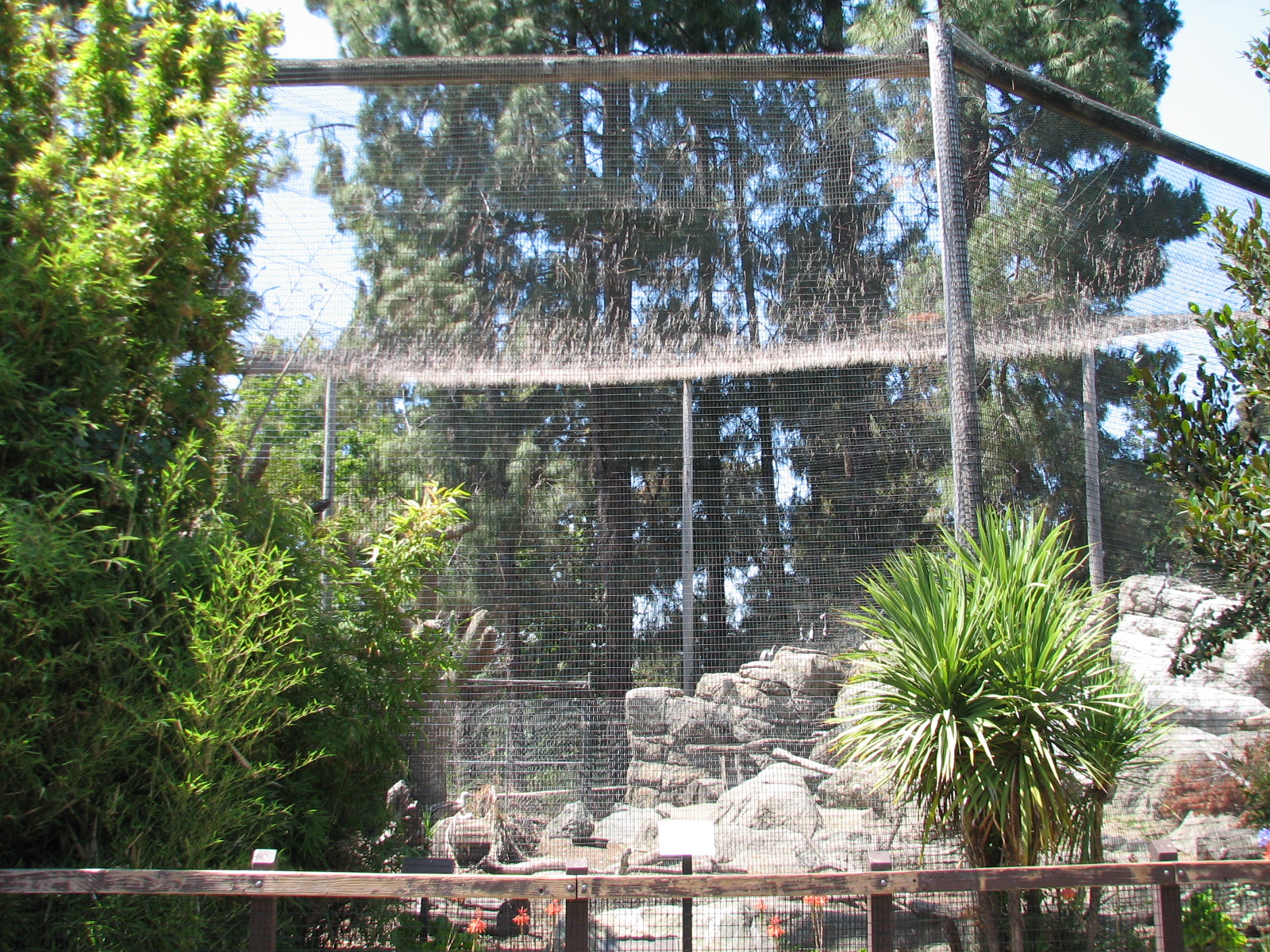 Griffon Vulture Exhibit