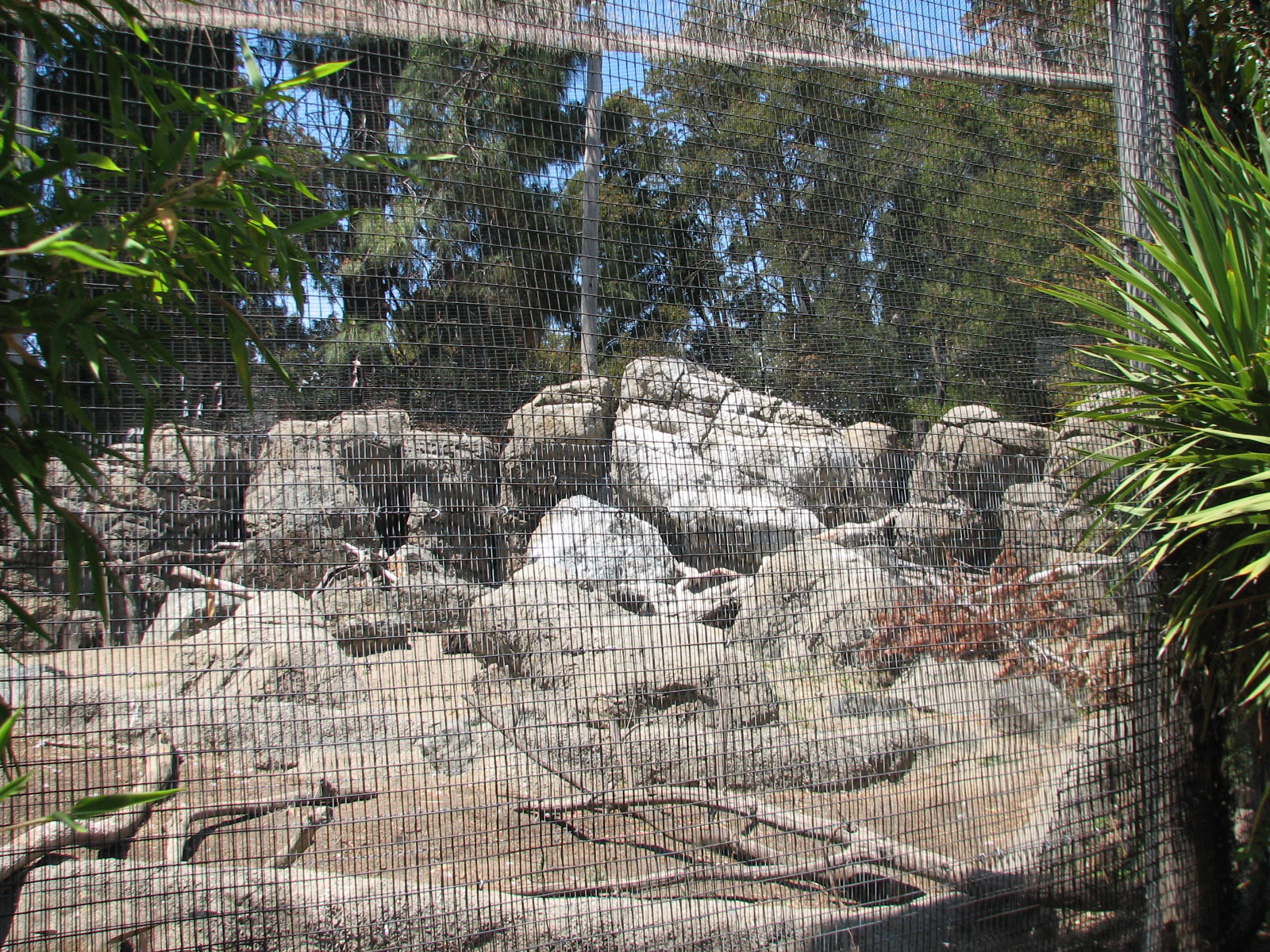 Griffon Vulture Exhibit
