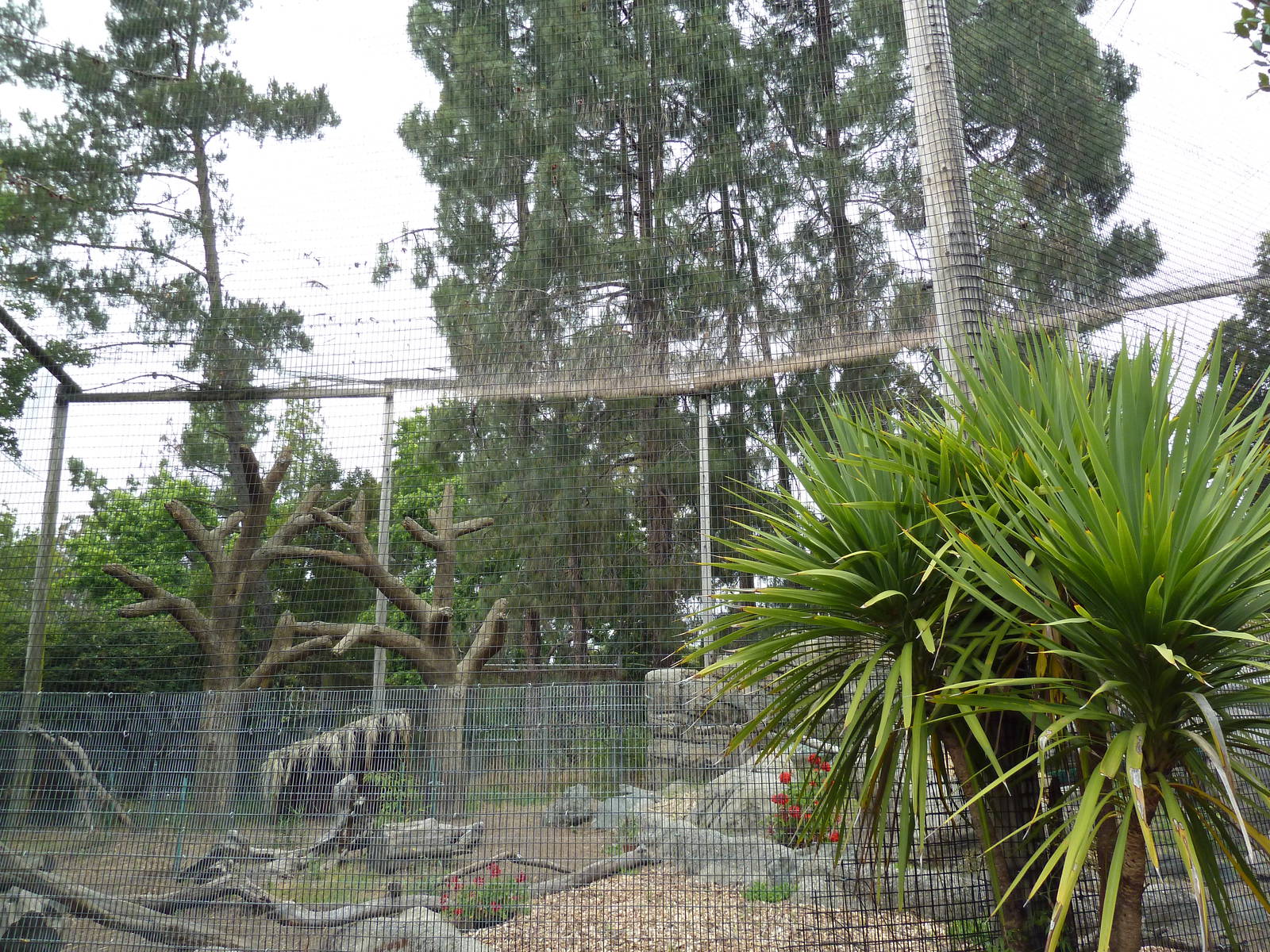 Griffon Vulture Exhibit