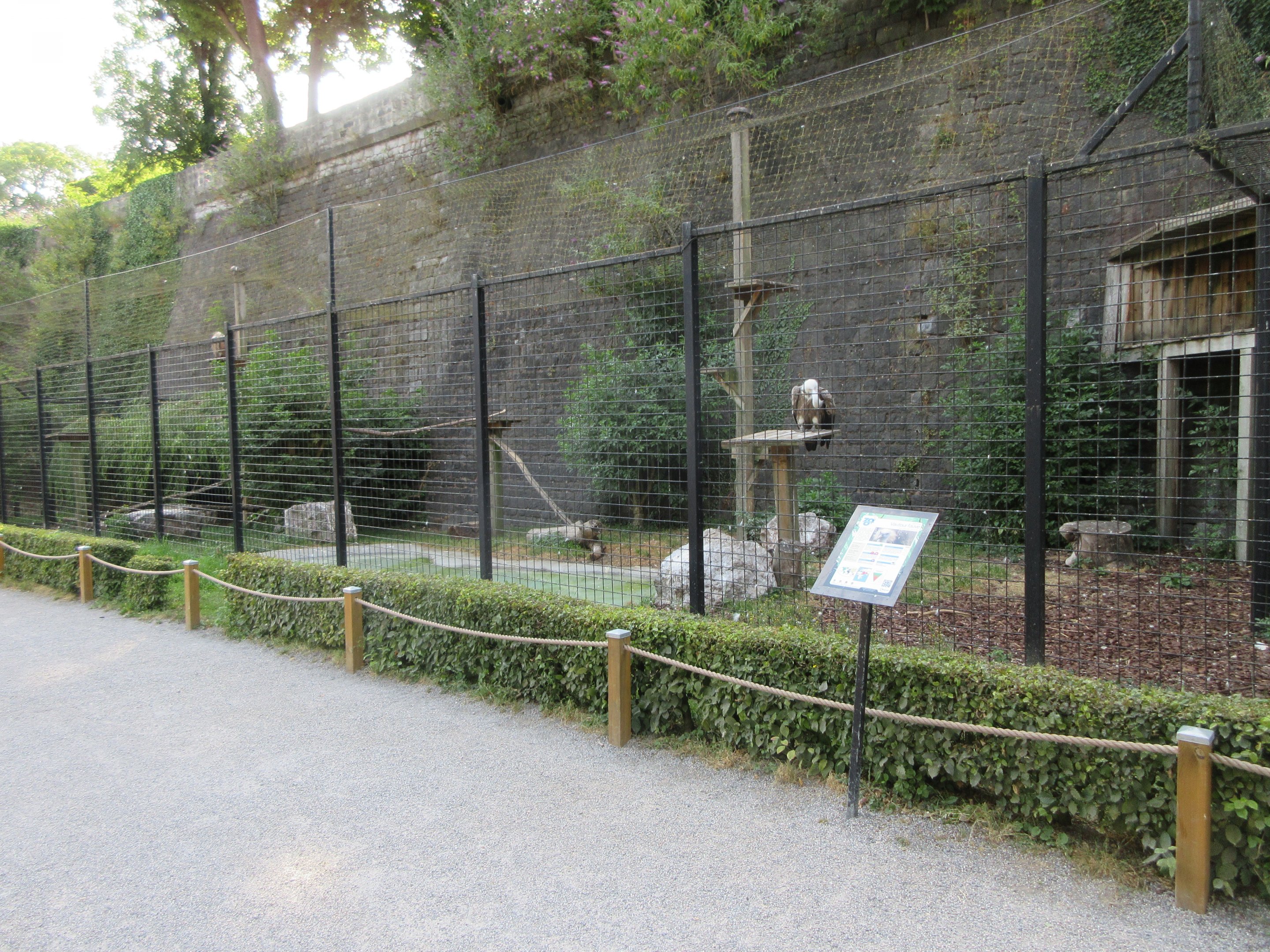 Griffon Vulture Exhibit