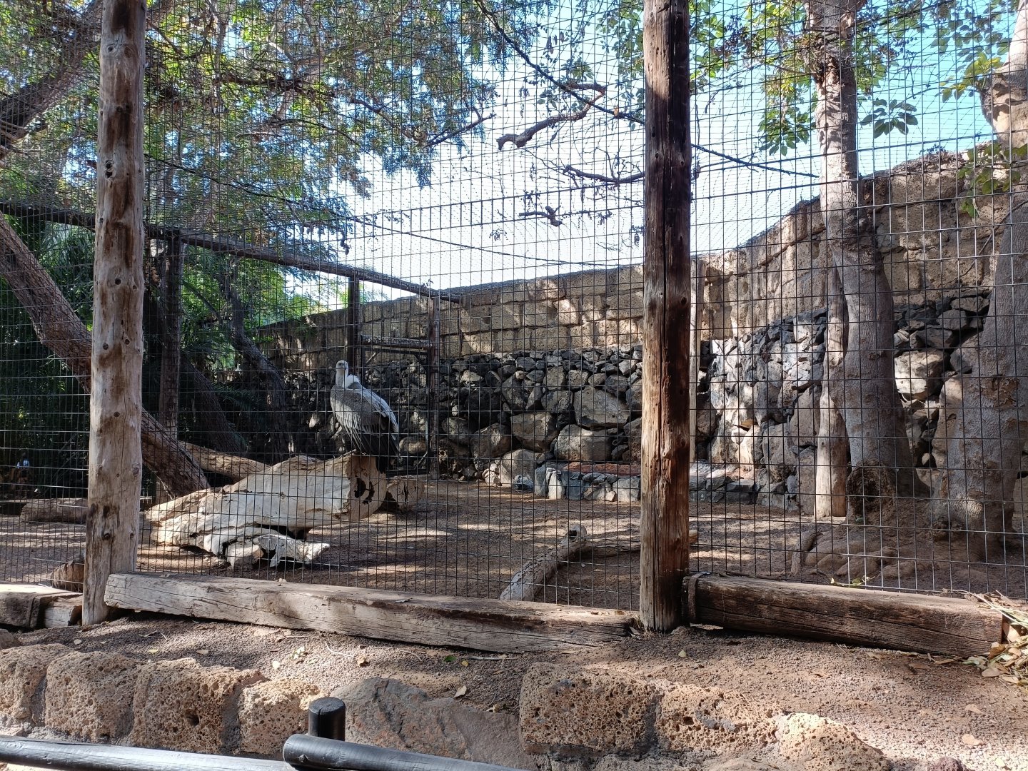 Griffon vulture exhibit