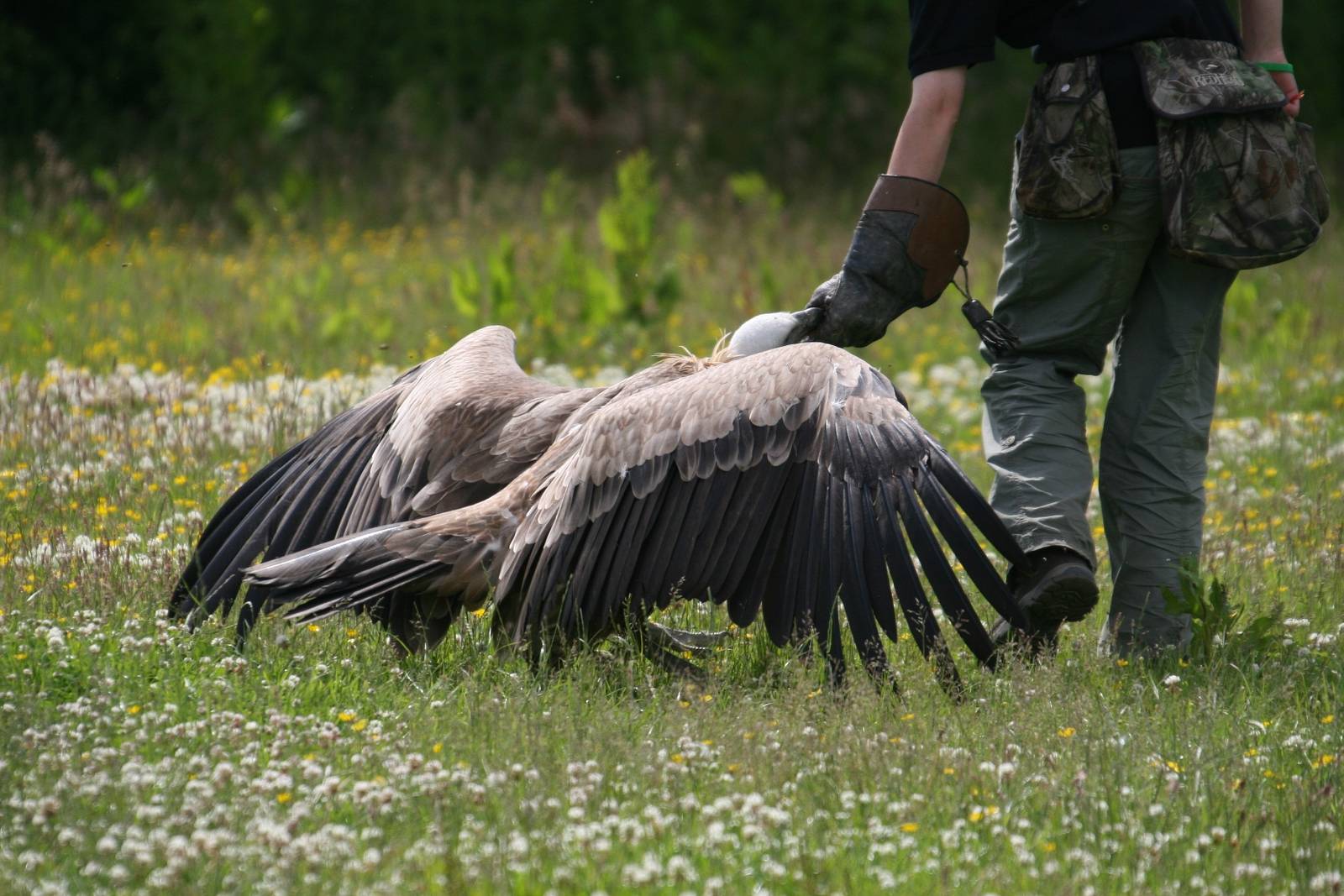 Griffon Vulture, Gauntlet 2010