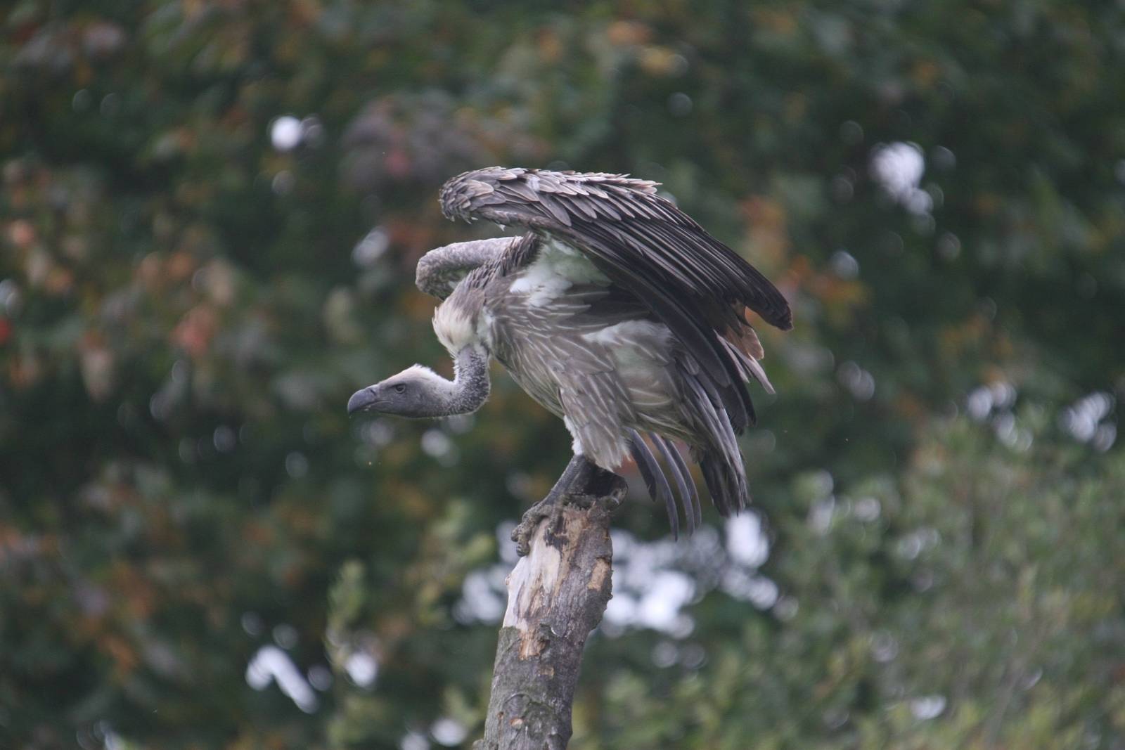 Griffon Vulture, Gauntlet 2010
