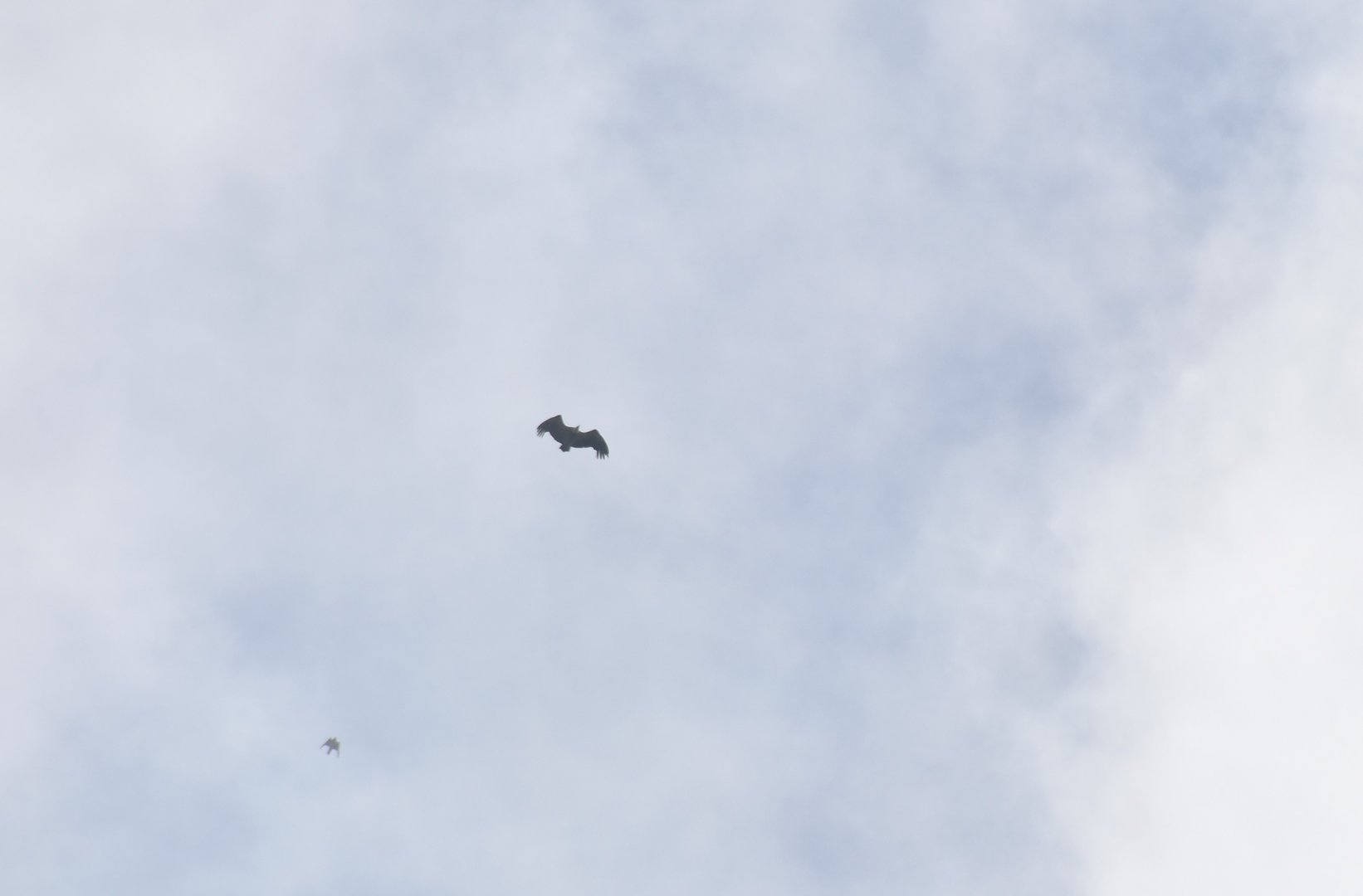 Griffon vulture getting mobbed