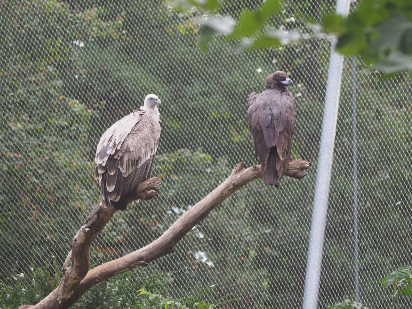 Griffon vulture (Gyps fulvus) and  Cinereous vulture (Aegypius monachus)