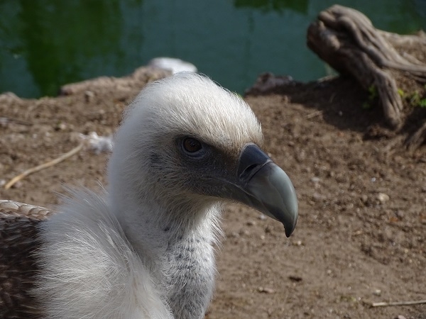 Griffon vulture (Gyps fulvus fulvus) (04/22)
