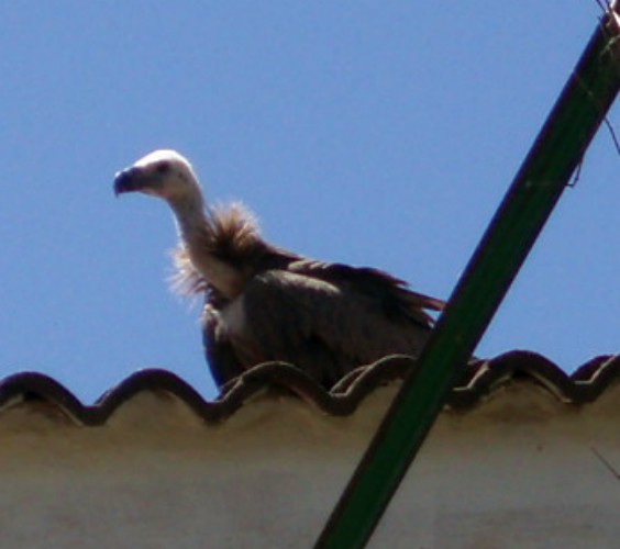 Griffon Vulture (Gyps fulvus)