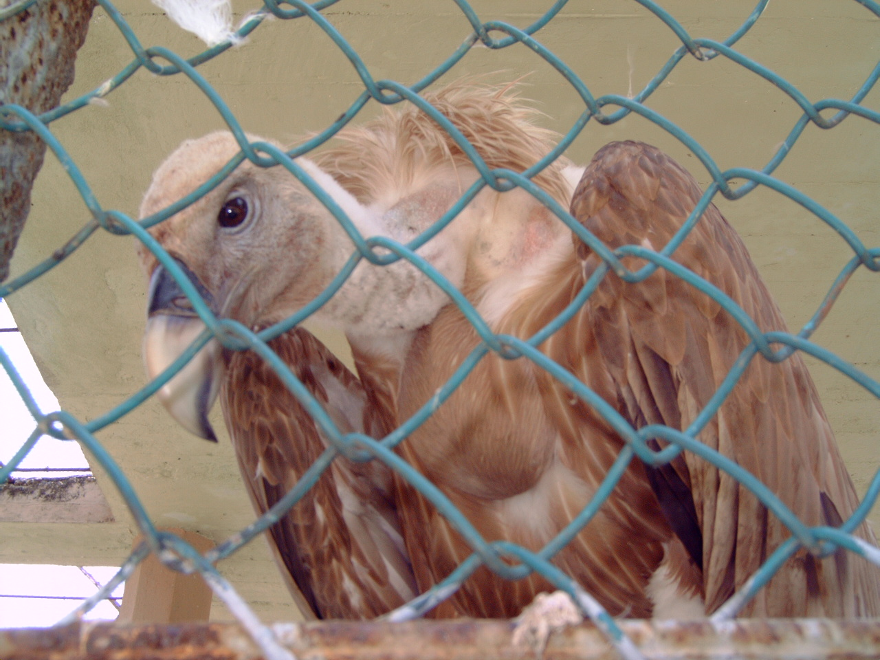Griffon Vulture (Gyps fulvus)
