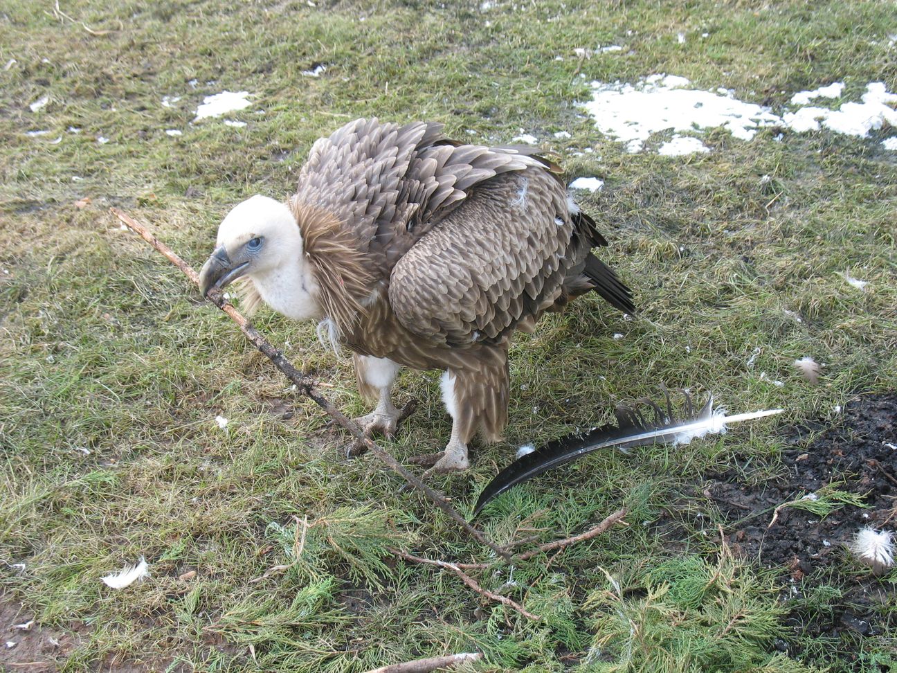 Griffon Vulture (Gyps fulvus)