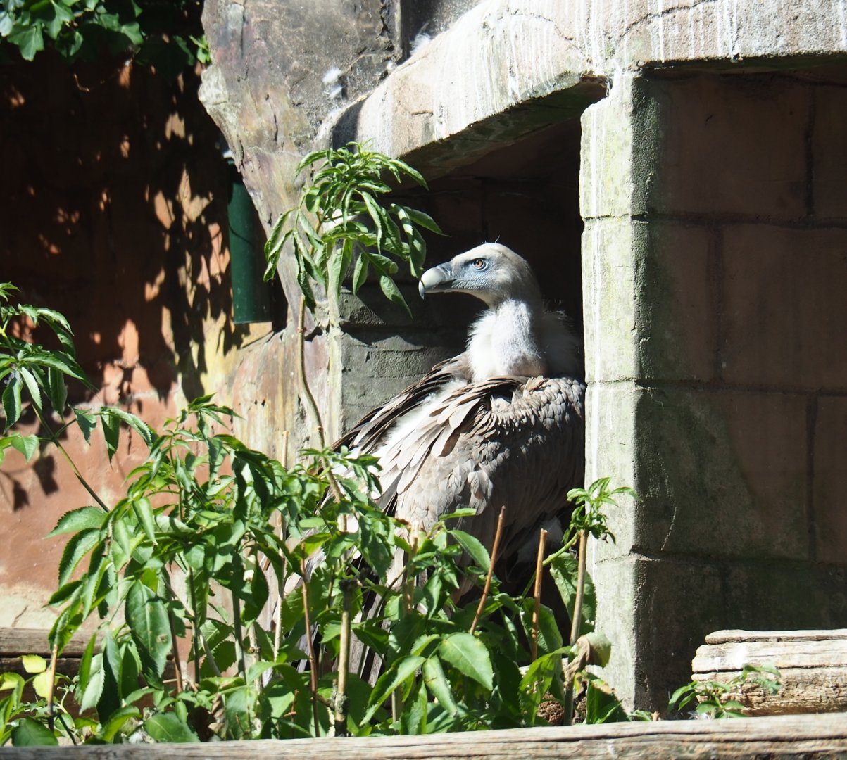Griffon vulture (Gyps fulvus)