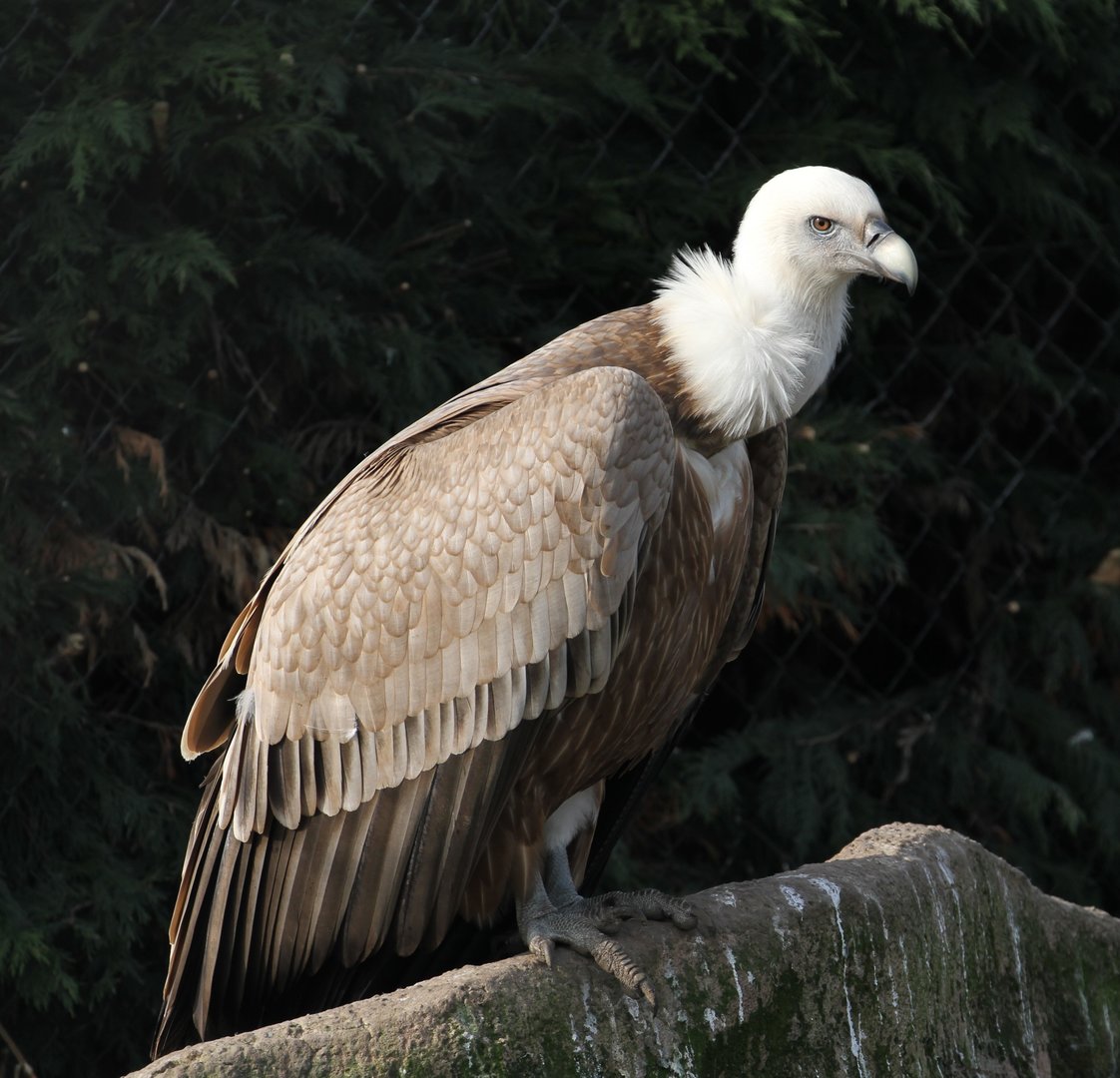 Griffon Vulture (Gyps fulvus)