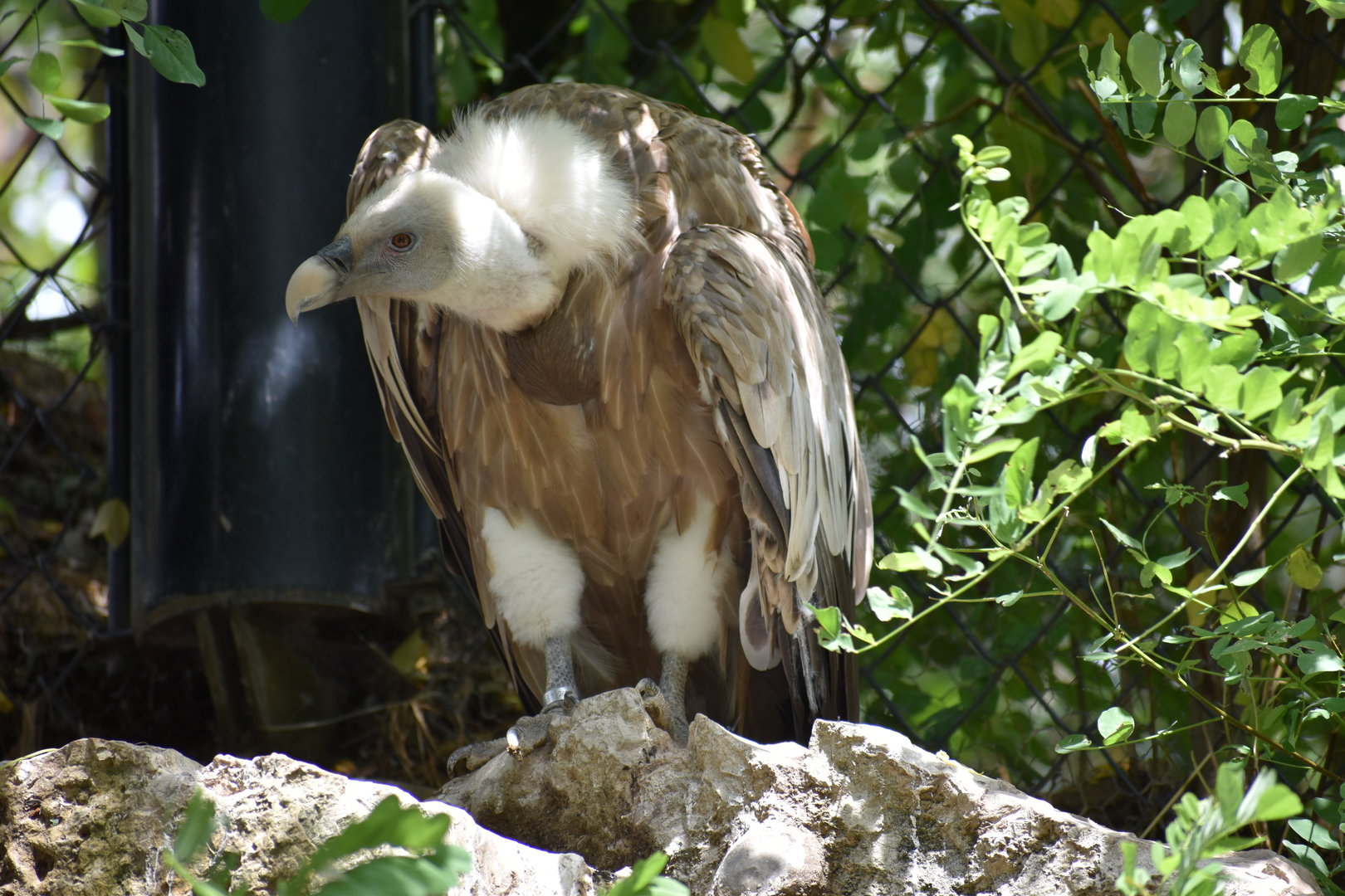 Griffon Vulture - Gyps fulvus