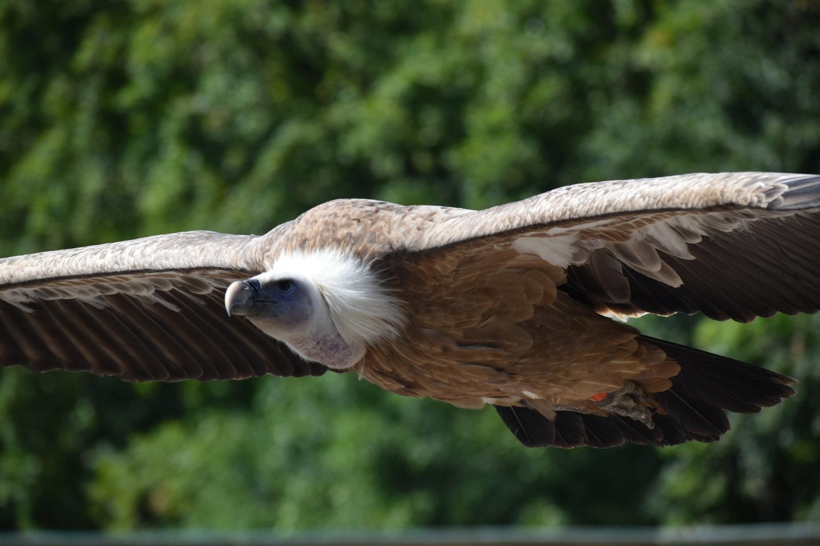 Griffon Vulture - Gyps fulvus