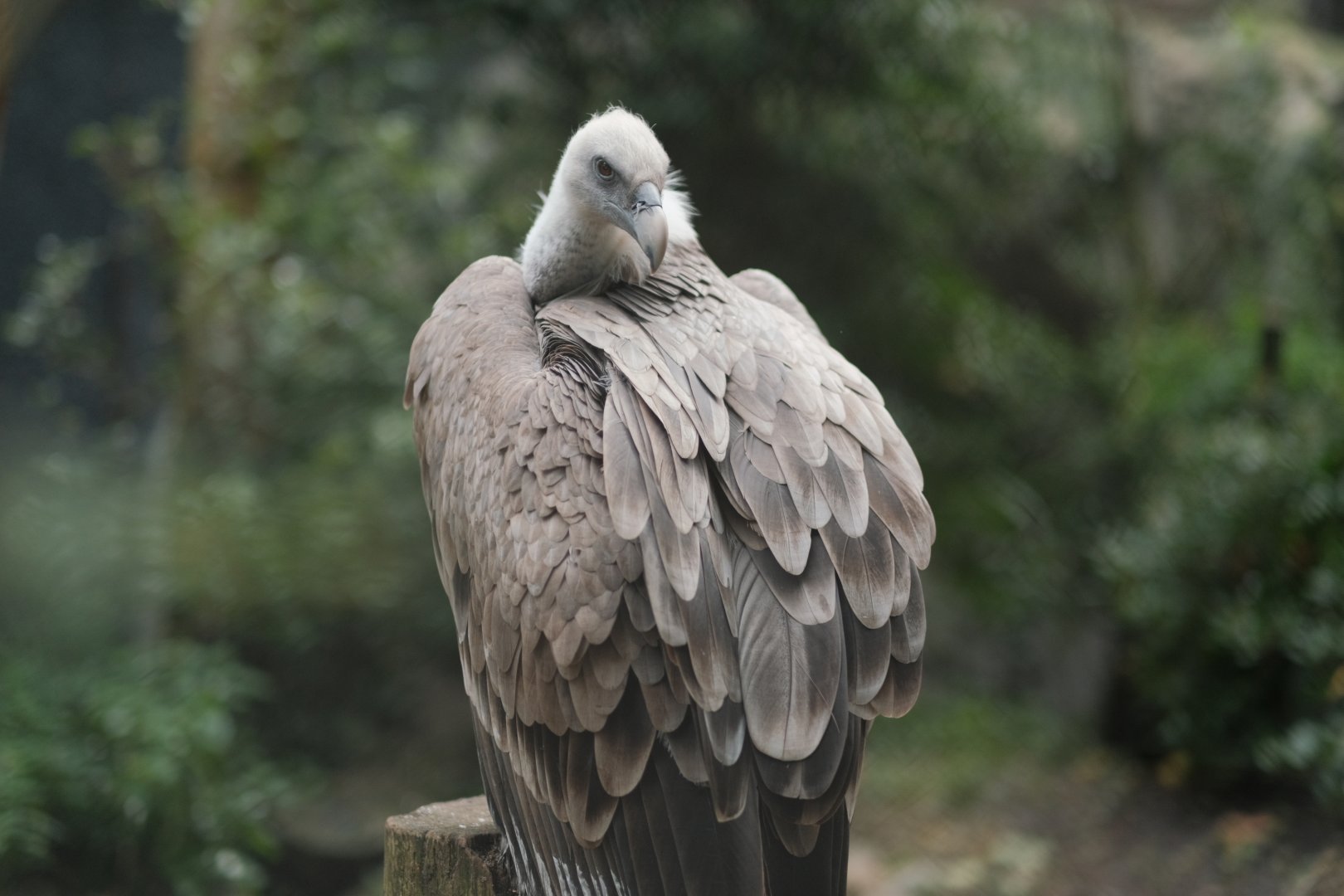 Griffon Vulture (Gyps fulvus)