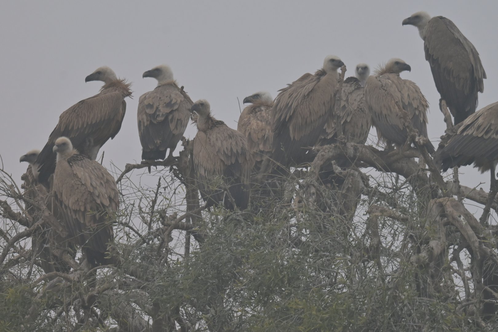 Griffon vulture Gyps fulvus