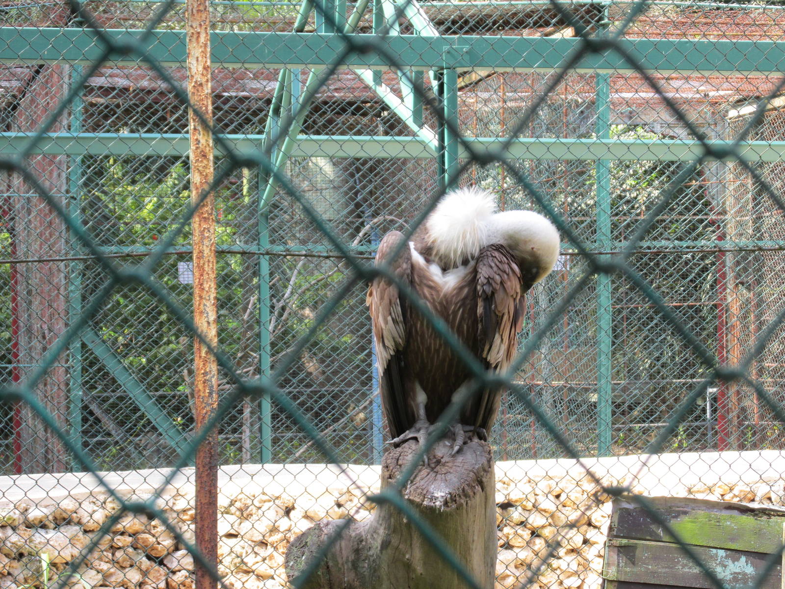 griffon vulture havana zoo
