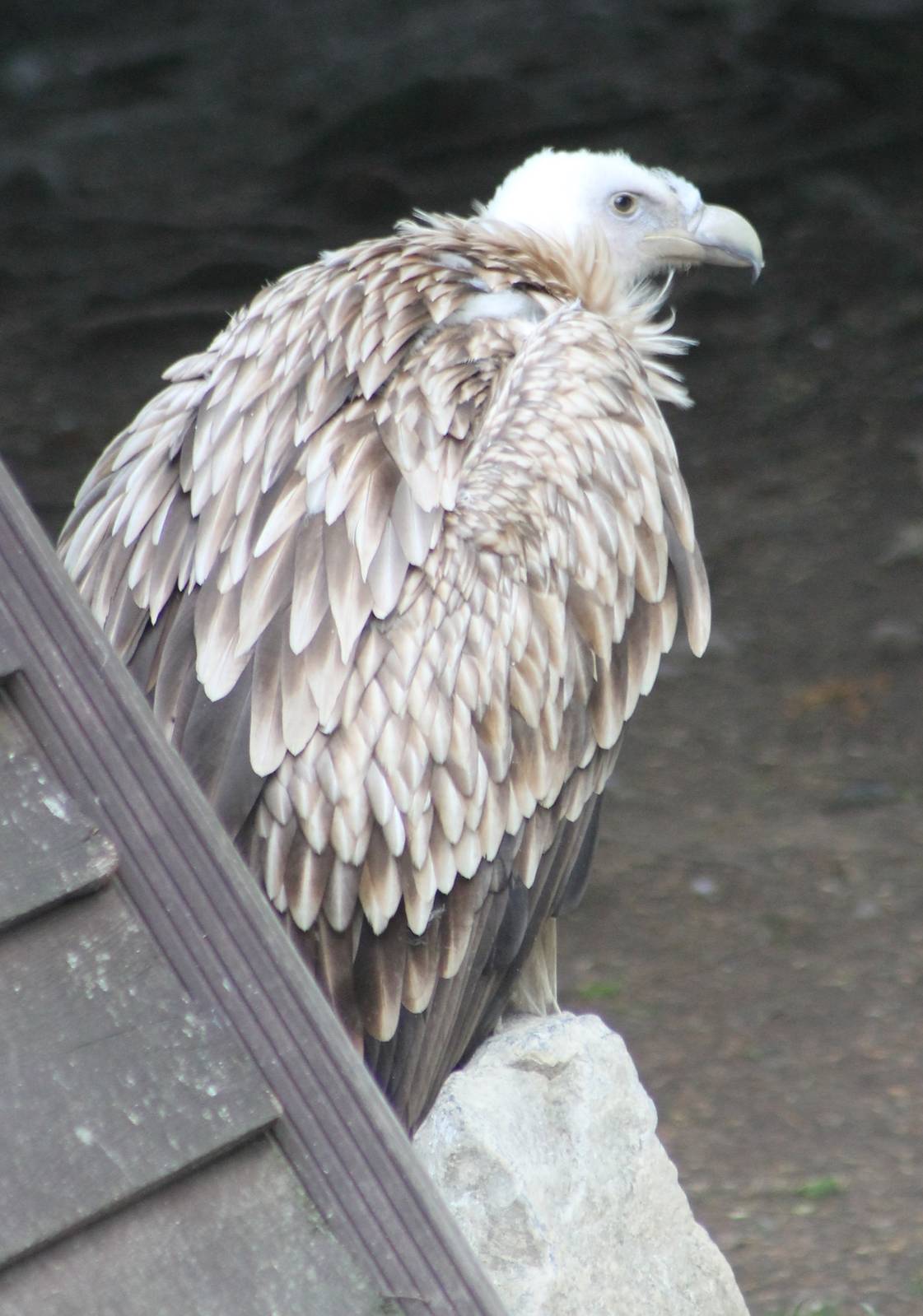 Griffon vulture ( Himalayan ? )