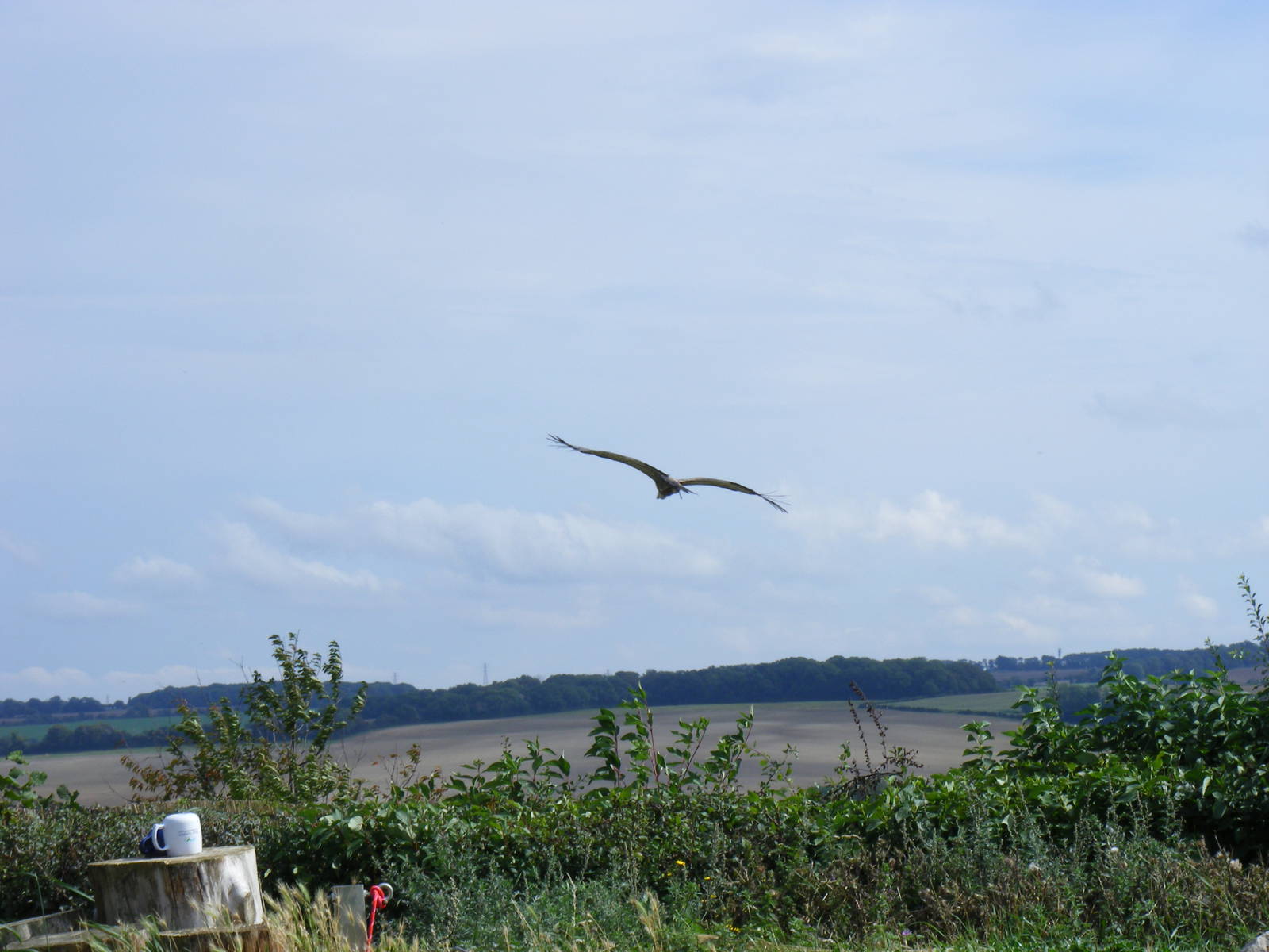 Griffon vulture in flight at Eagle Heights, 10 September 2011