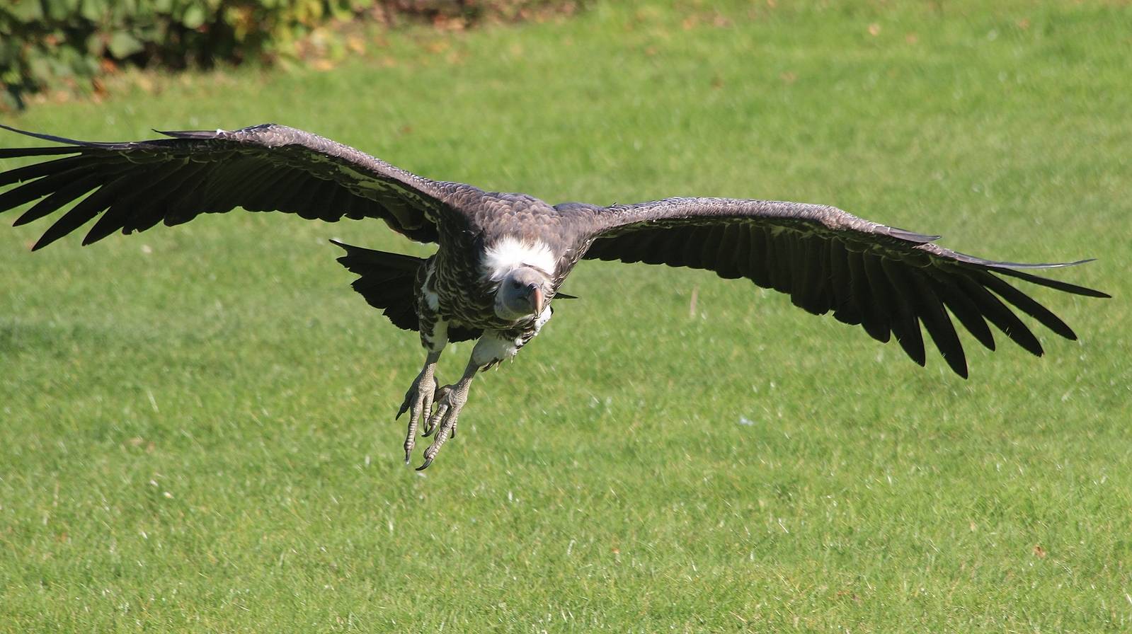 Griffon Vulture in flight