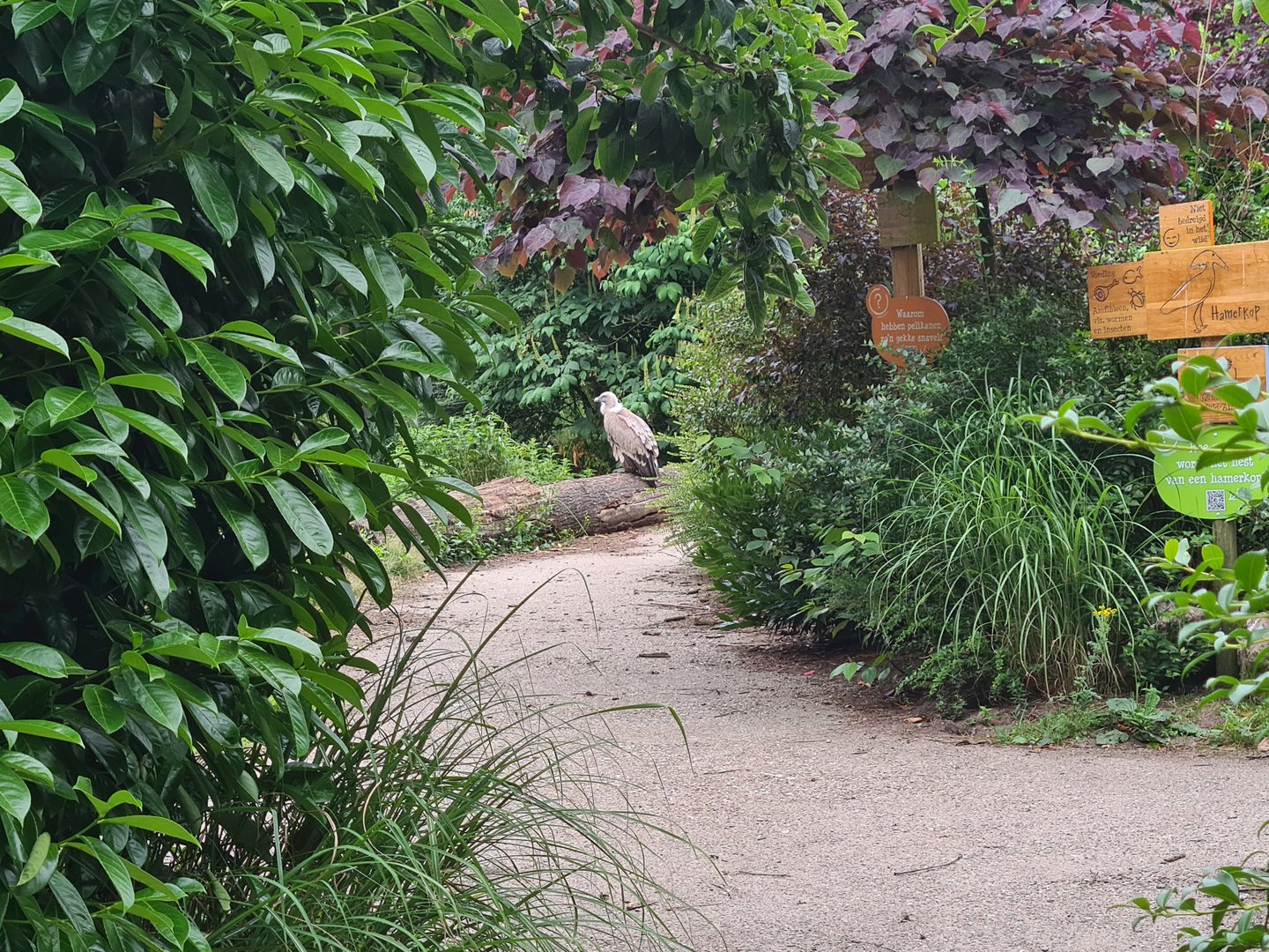 Griffon vulture in Realm of beaks aviary