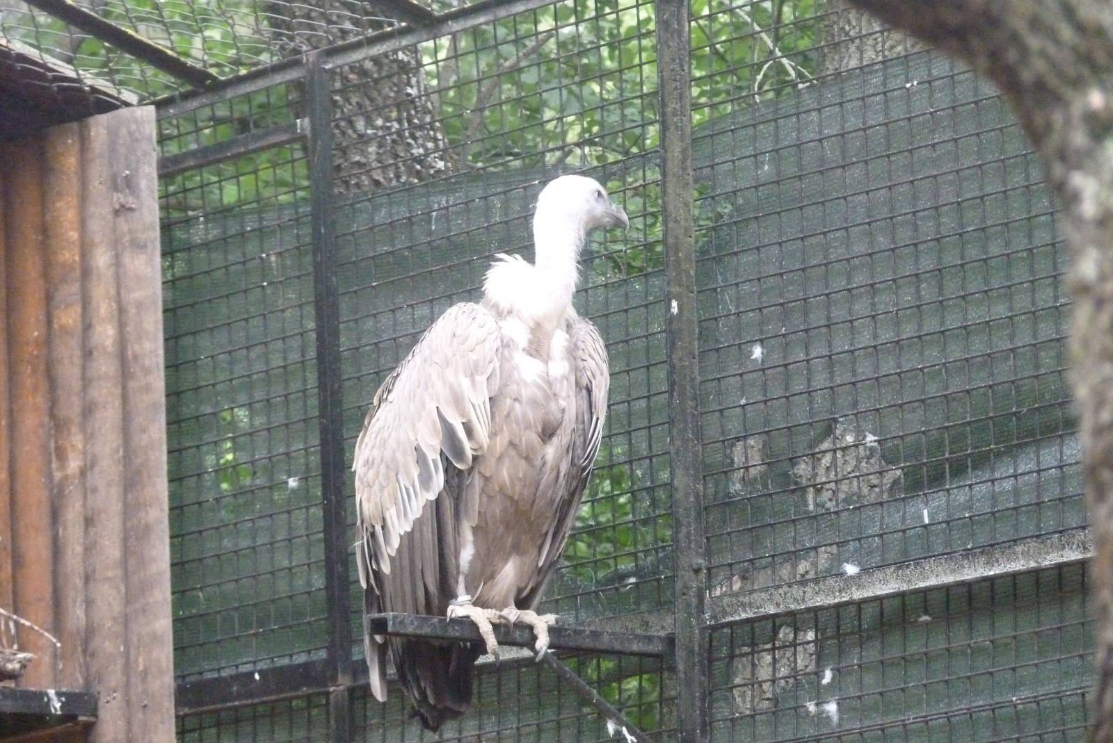 Griffon Vulture, June 2013