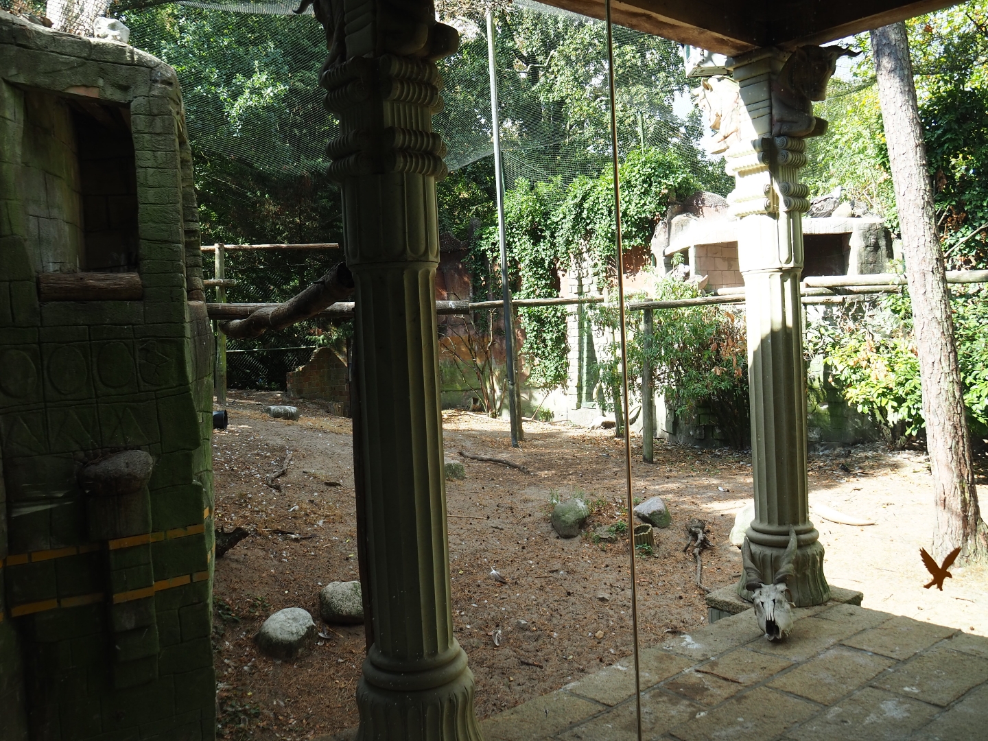 Griffon vulture - Marabou stork aviary