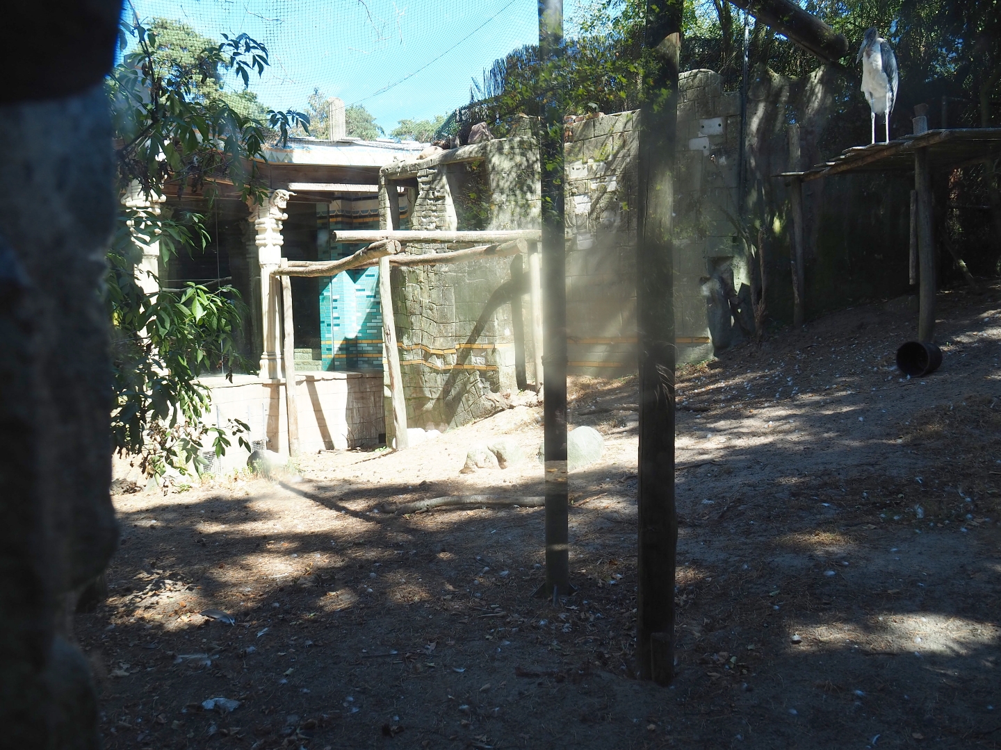 Griffon vulture - Marabou stork aviary