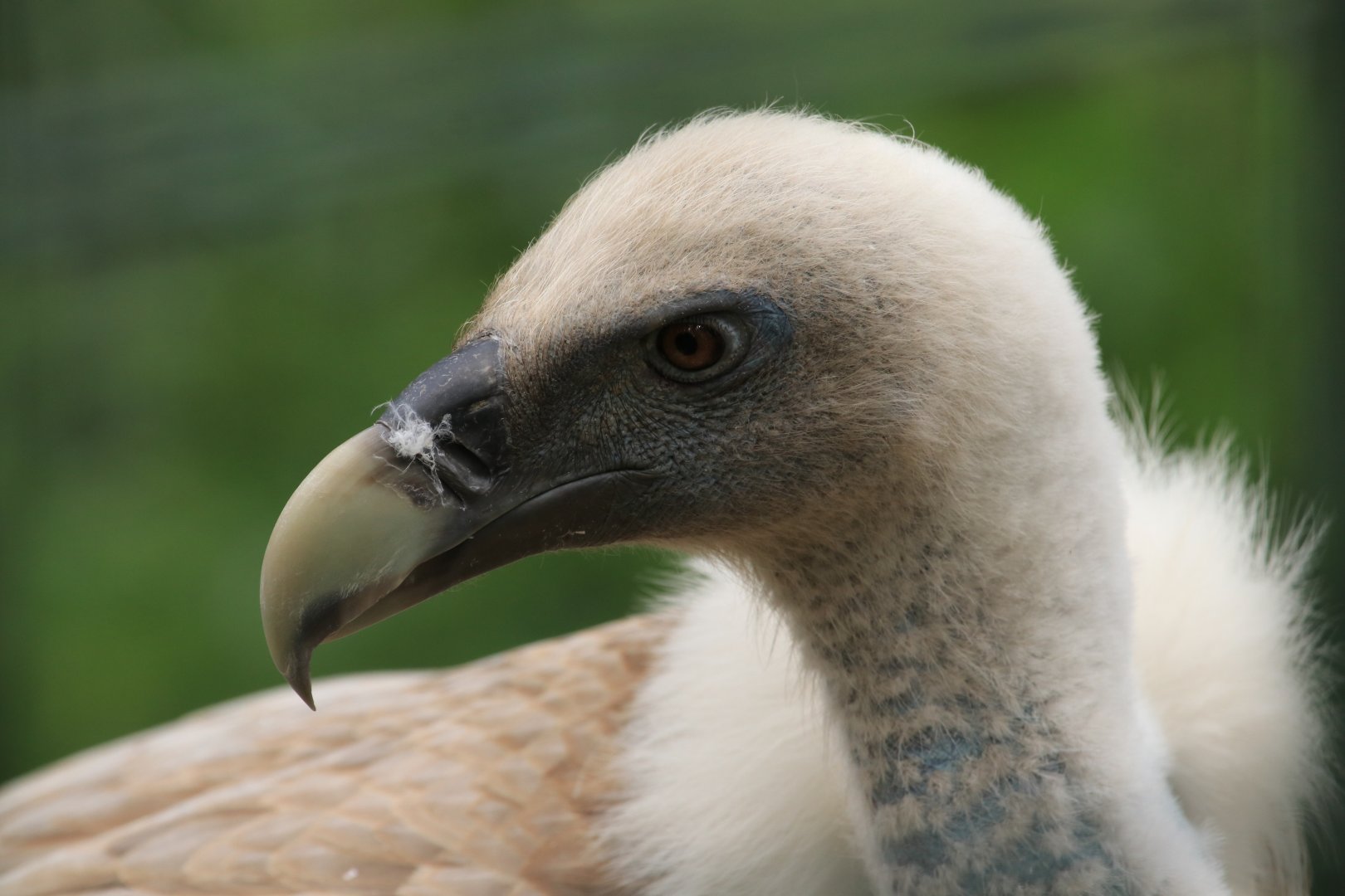 Griffon Vulture (May 2019)