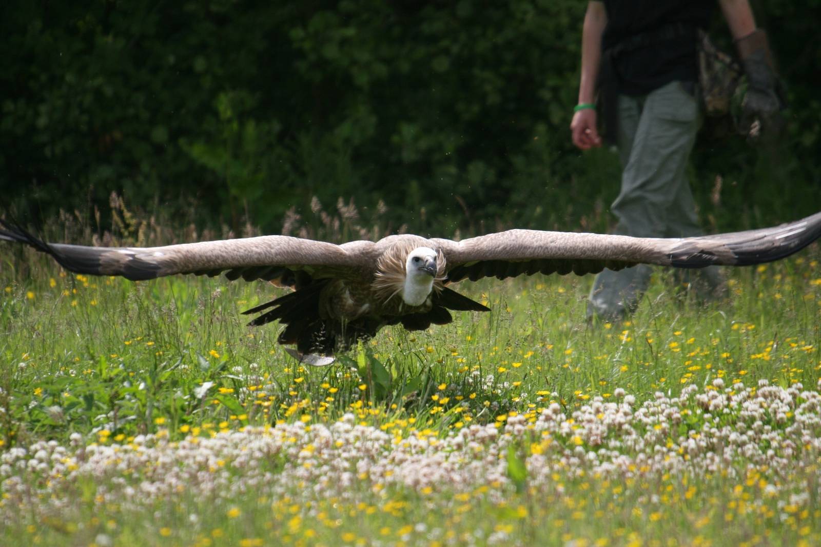 Griffon Vulture Mid-Flight, Gauntlet 2010