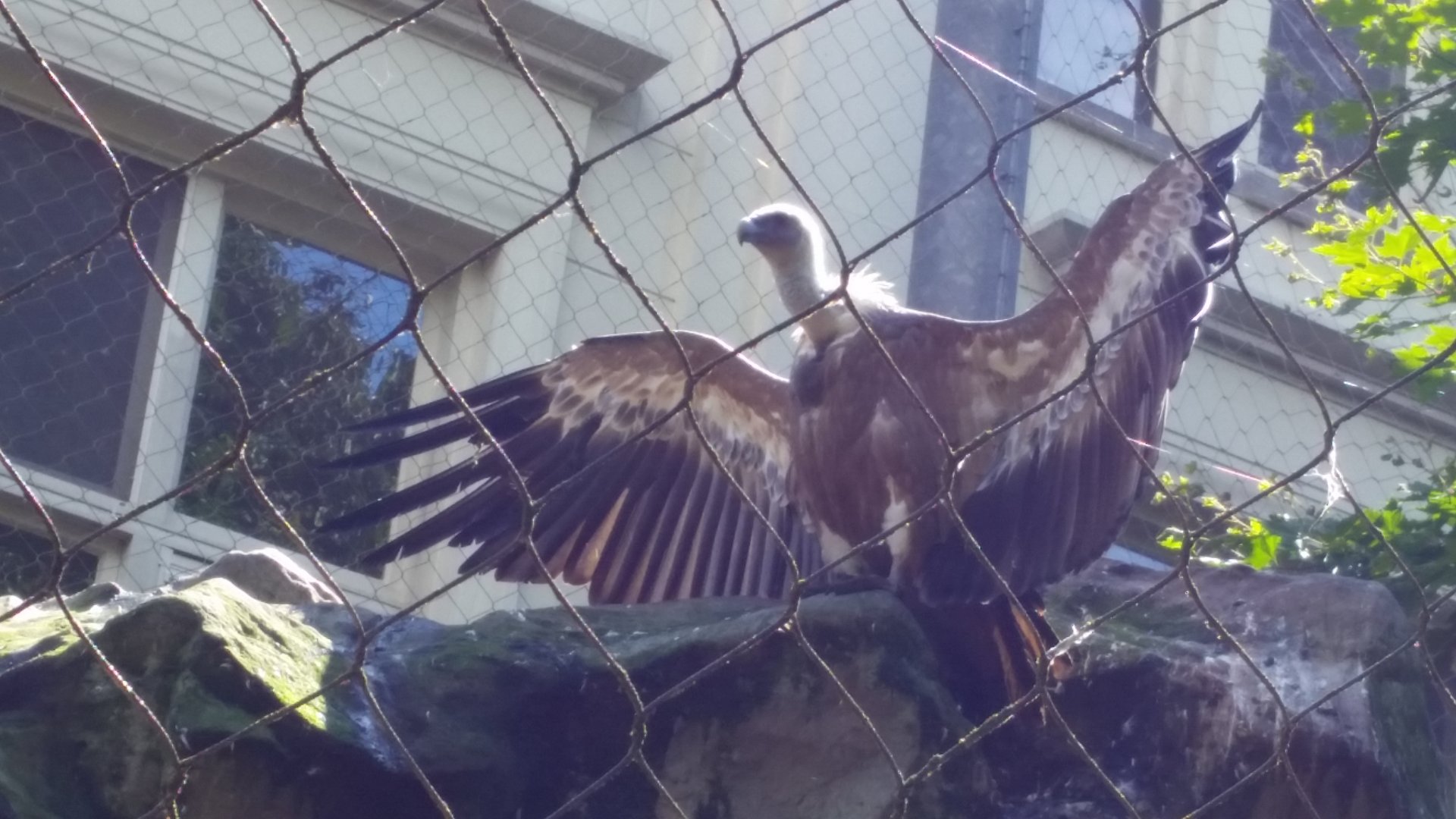 Griffon Vulture, October 2018