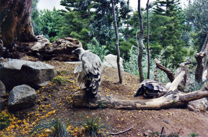 Griffon Vulture - Parc de les Aus