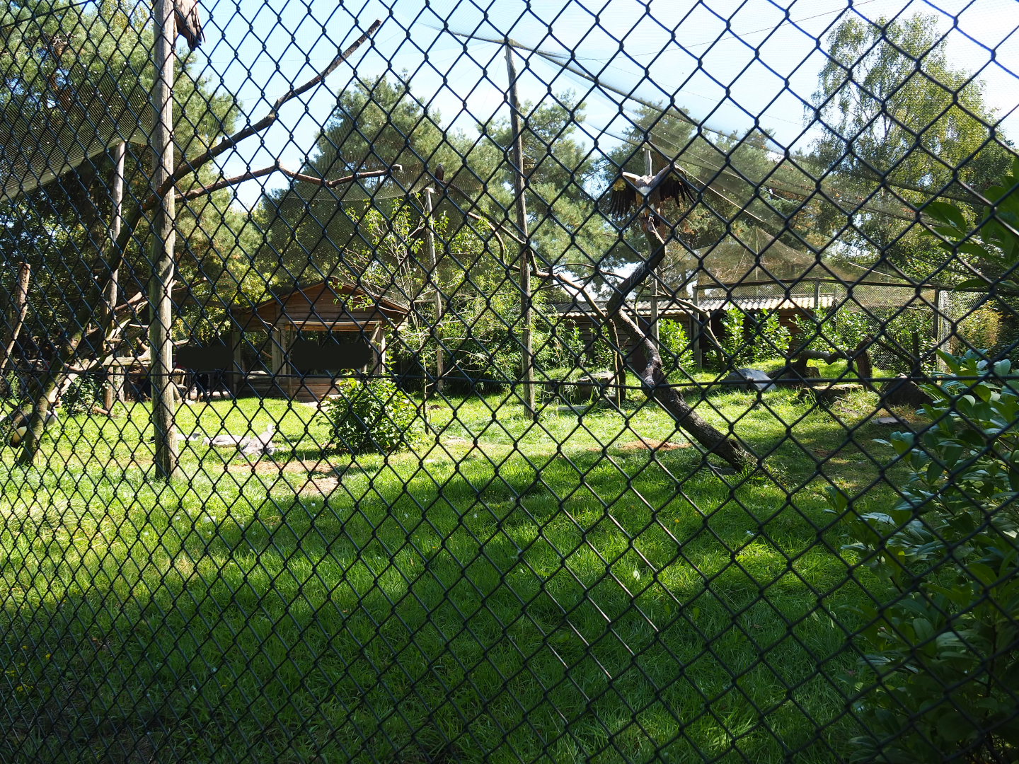 Griffon vulture, Rüppell's vulture, Grey crowned crane and Common black kite aviary, 2019-09-15