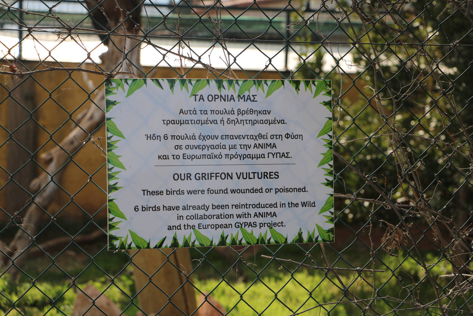 Griffon vulture sign, February 2016