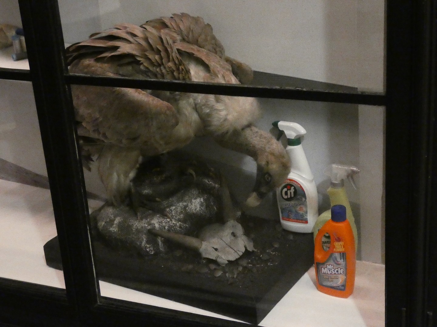 Griffon vulture taxidermy