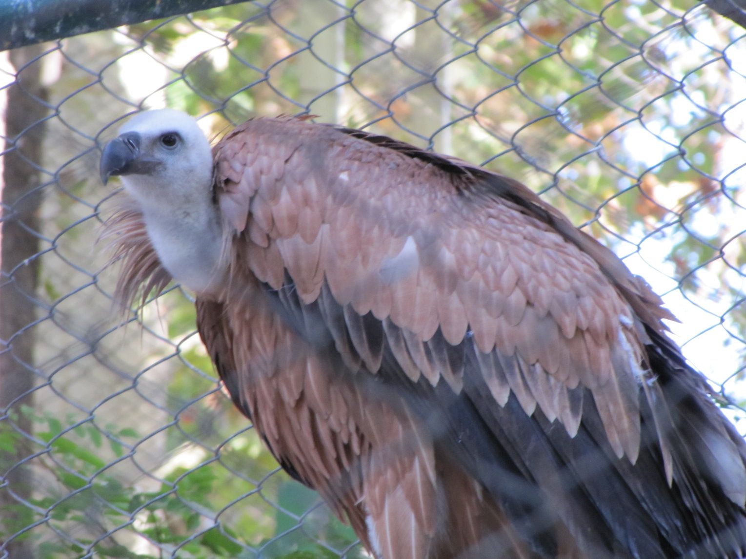 griffon Vulture (tehran zoo)