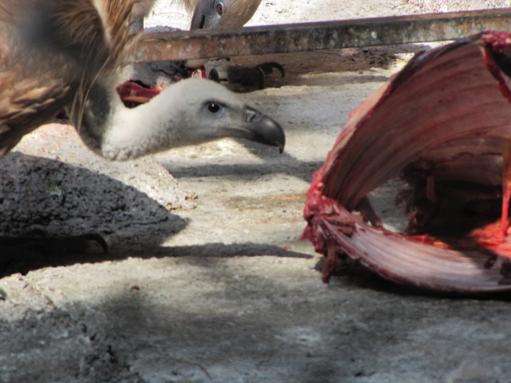 griffon vulture(tehran zoo)