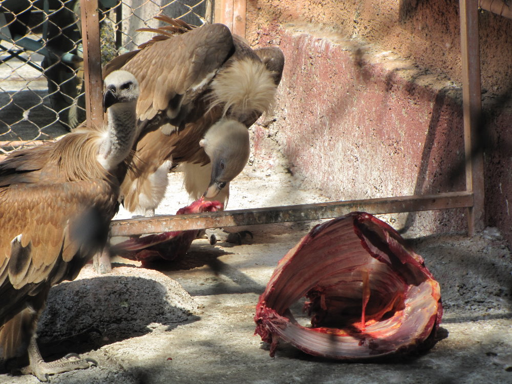 griffon vulture(tehran zoo)
