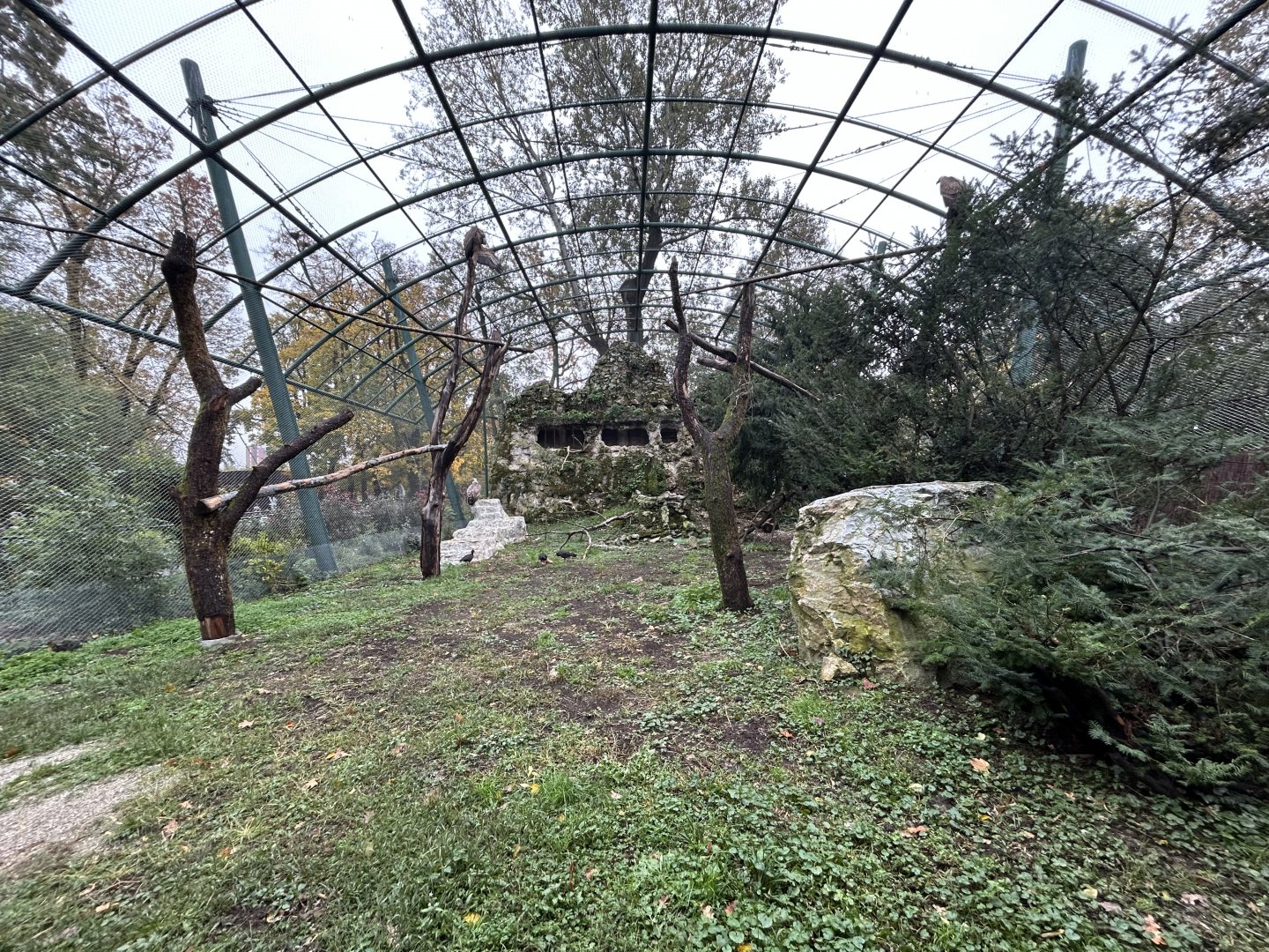 Griffon Vulture & Waldrapp Ibis Aviary