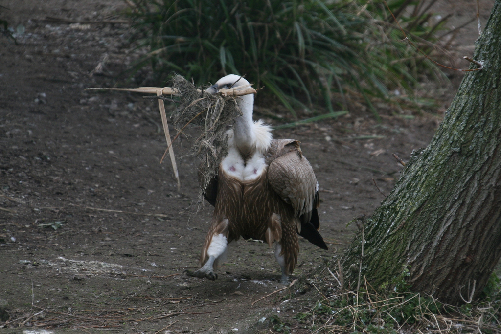 Griffon Vulture With Nesting Material #1