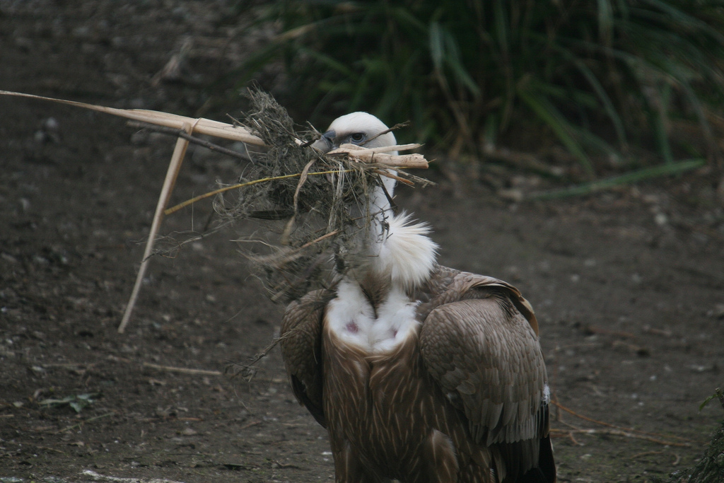 Griffon Vulture With Nesting Material #2