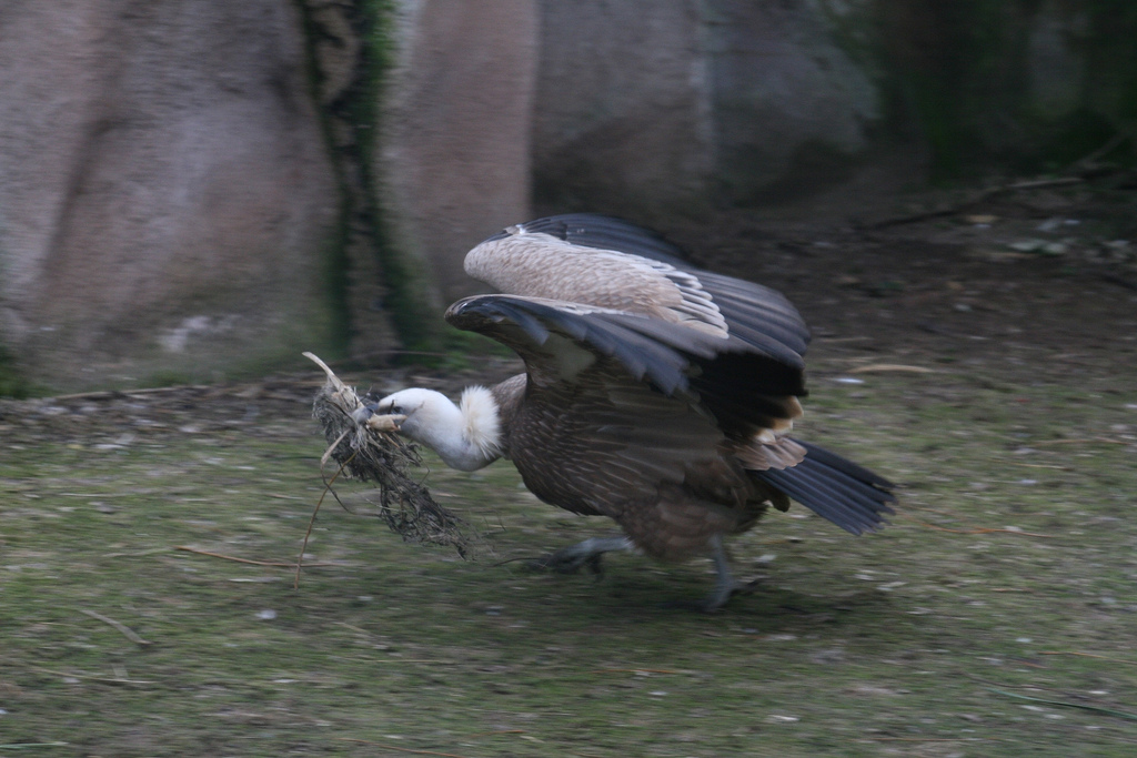 Griffon Vulture With Nesting Material #4