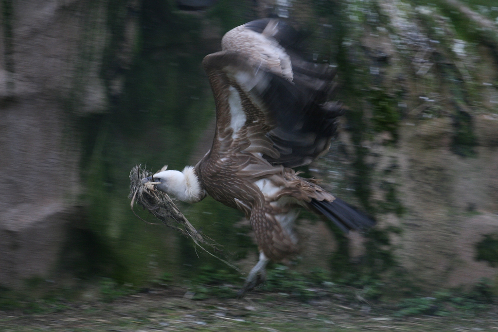 Griffon Vulture With Nesting Material #6