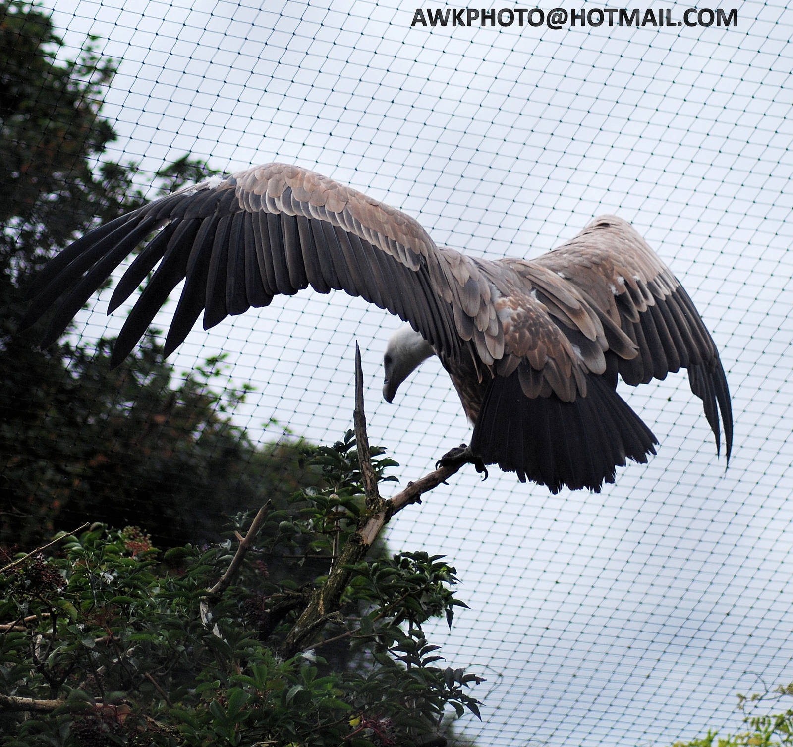 GRIFFON VULTURE