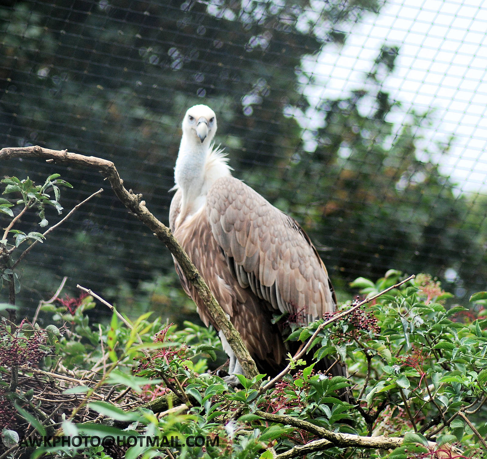 GRIFFON VULTURE