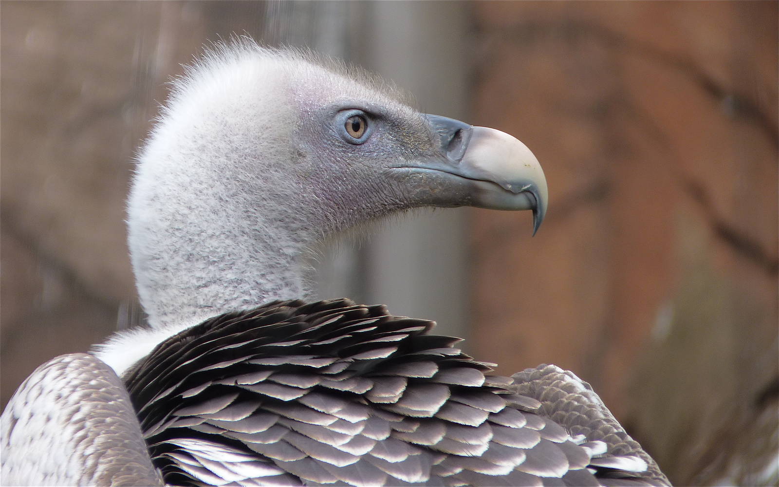 Griffon Vulture