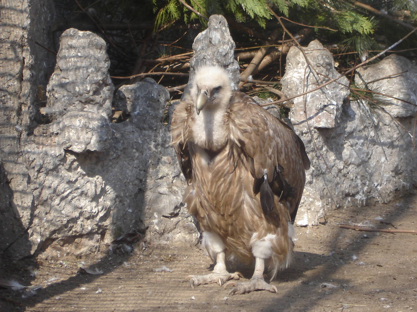 Griffon Vulture